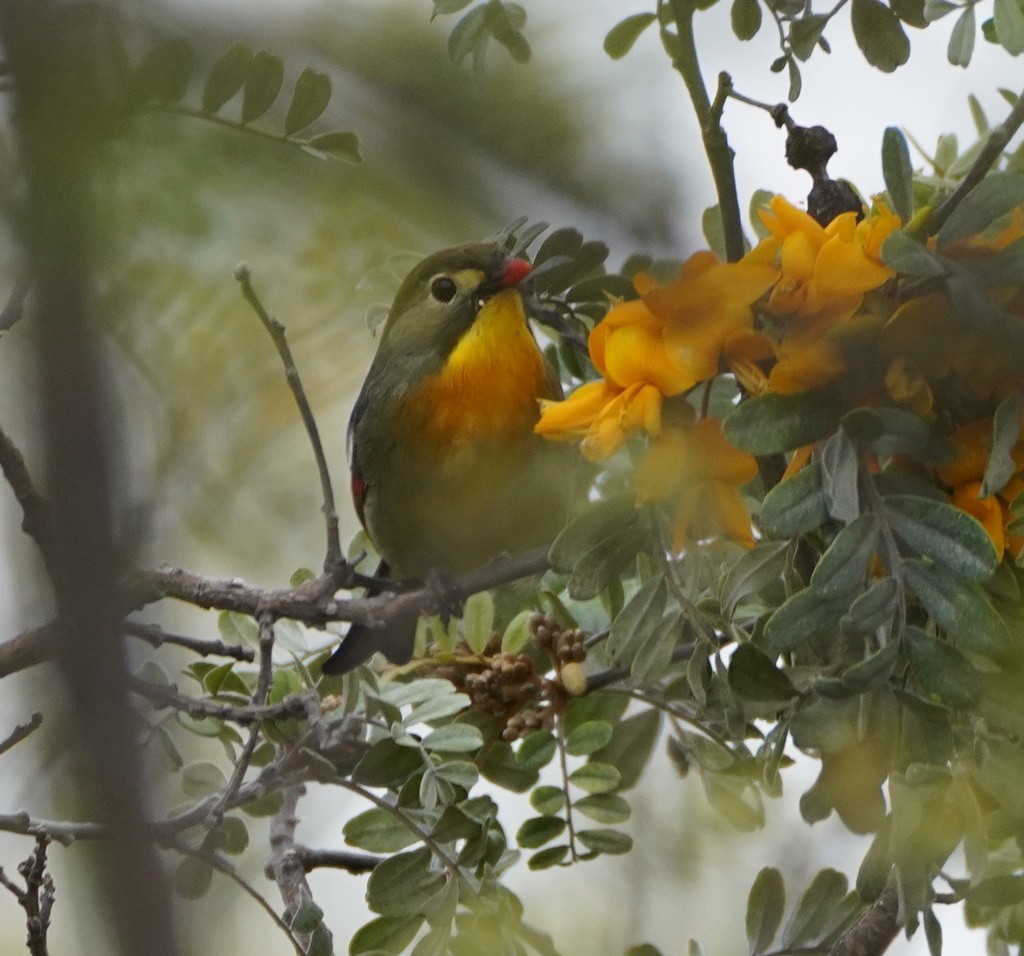 Red-billed Leiothrix - ML643670074