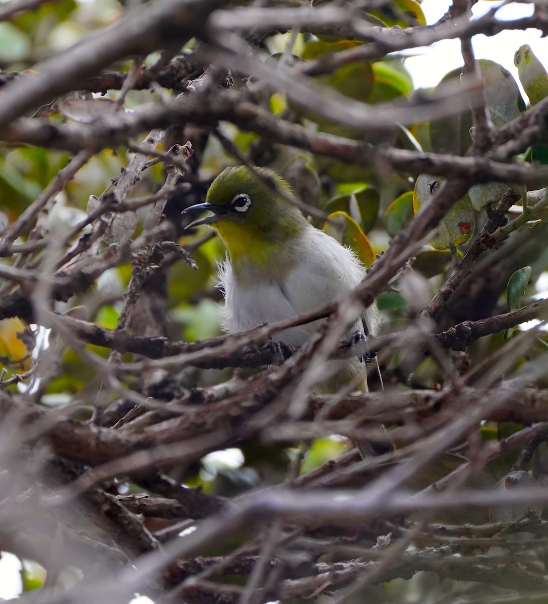 Warbling White-eye - ML643670086