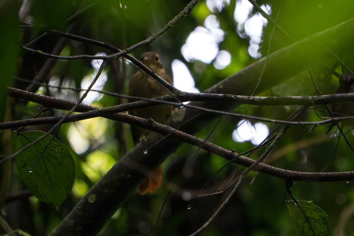 Ochre-throated Foliage-gleaner - ML643670090