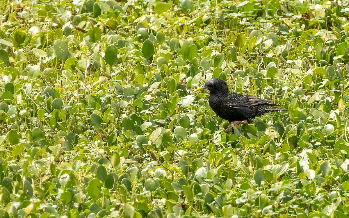 European Starling - ML643670100