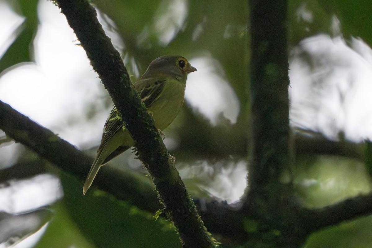 Wing-barred Piprites - ML643670127