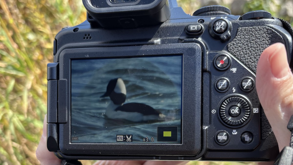 Bufflehead - ML643670130