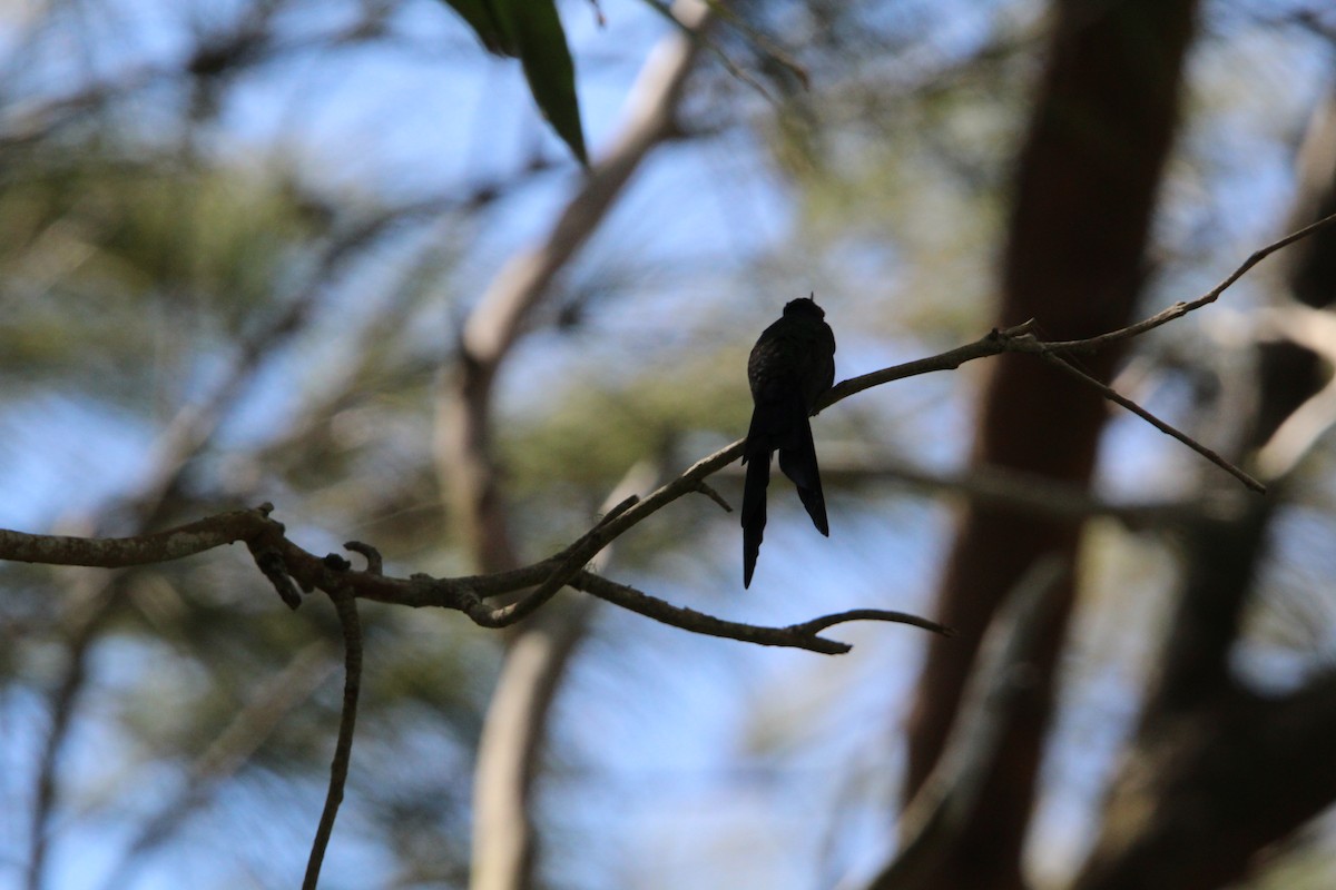 Swallow-tailed Hummingbird - ML643670166