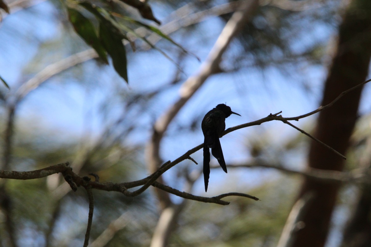 Swallow-tailed Hummingbird - Demétrius Lima