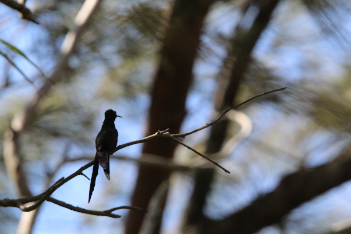 Swallow-tailed Hummingbird - Demétrius Lima