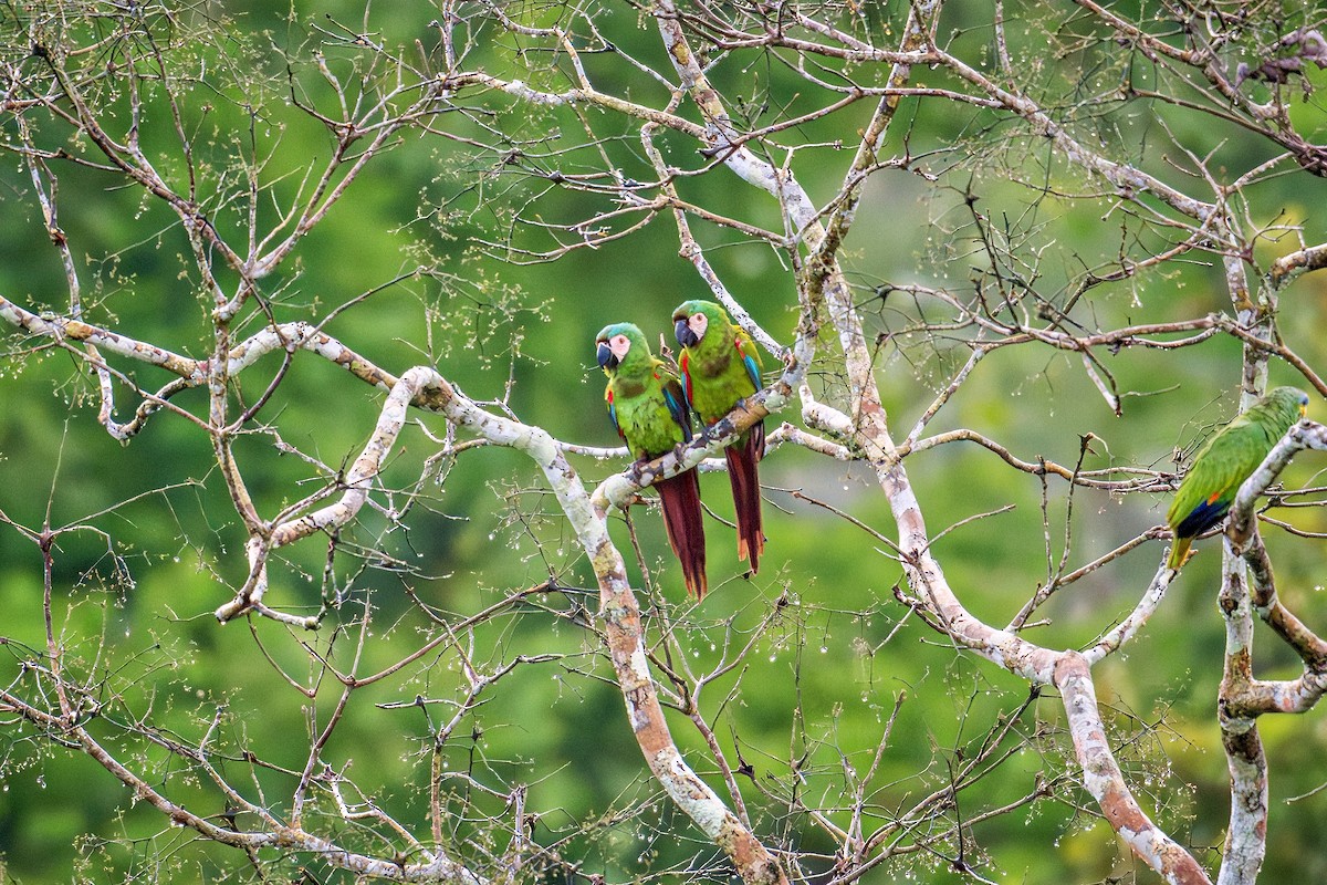 Chestnut-fronted Macaw - ML643670173