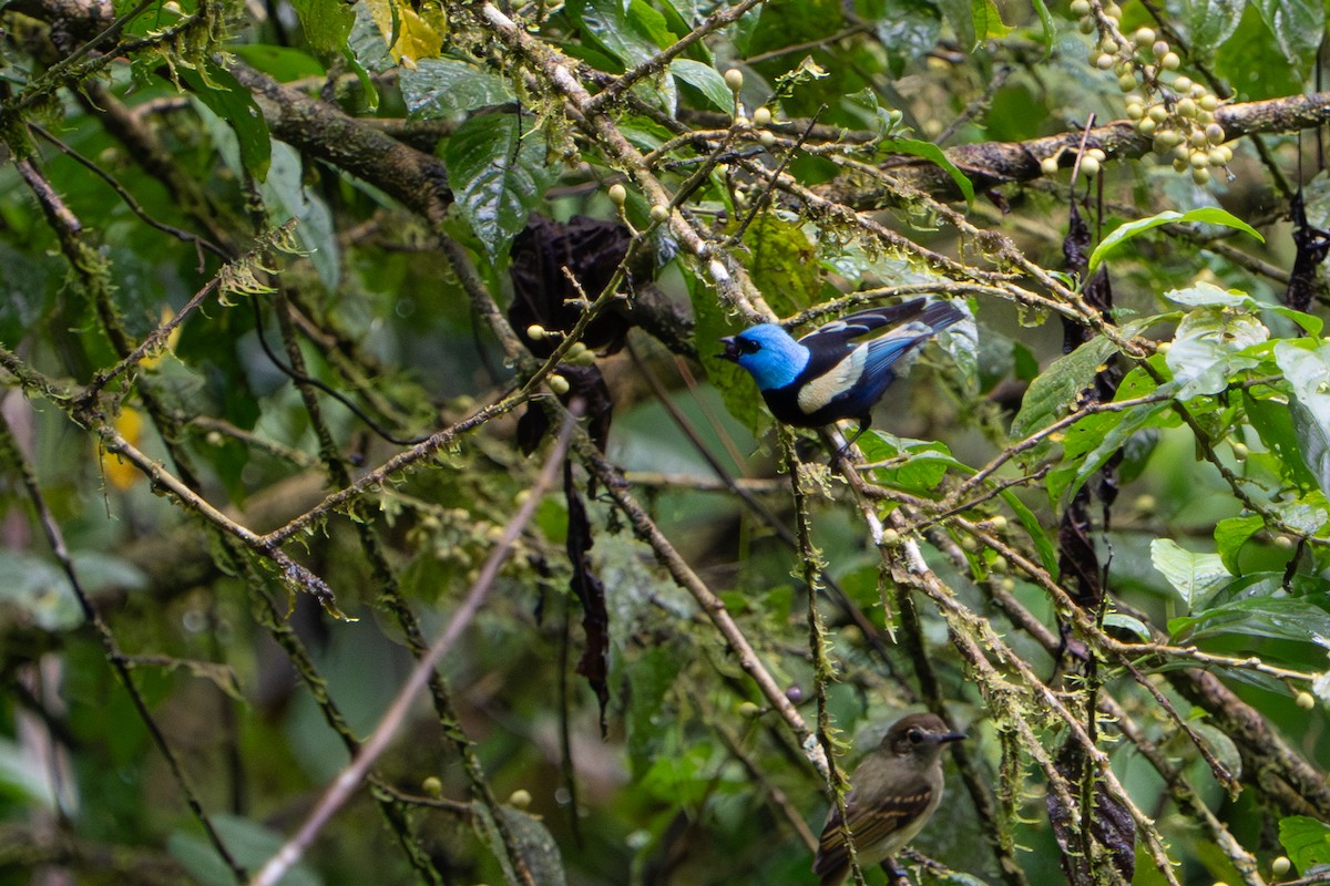 Blue-necked Tanager - ML643670174