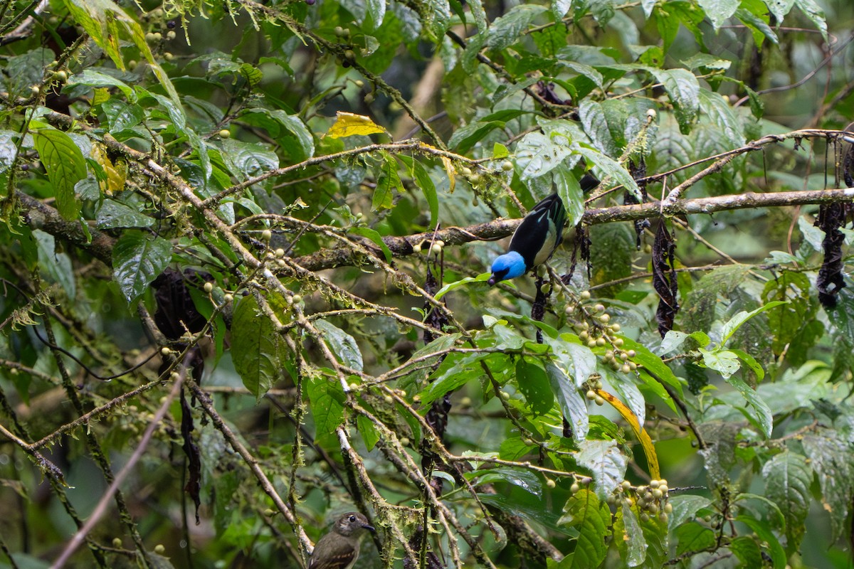 Blue-necked Tanager - ML643670175