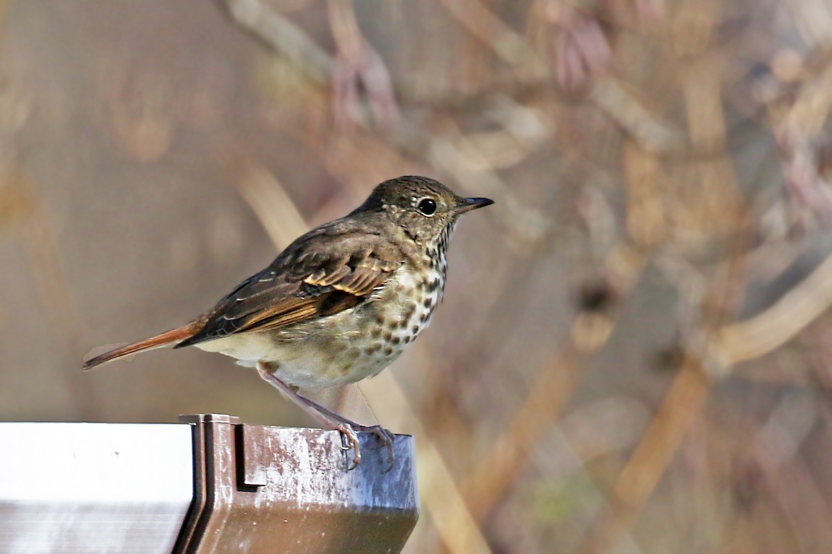 Hermit Thrush - ML643670177
