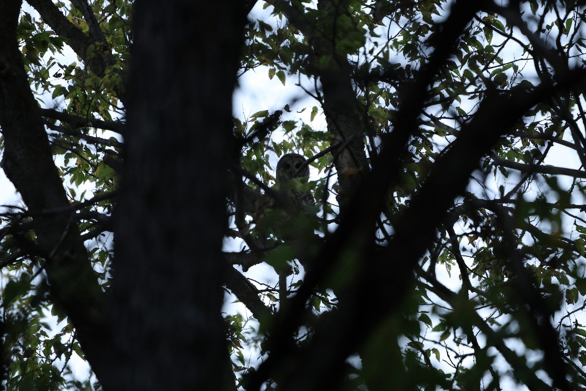 Barred Owl - ML643670197