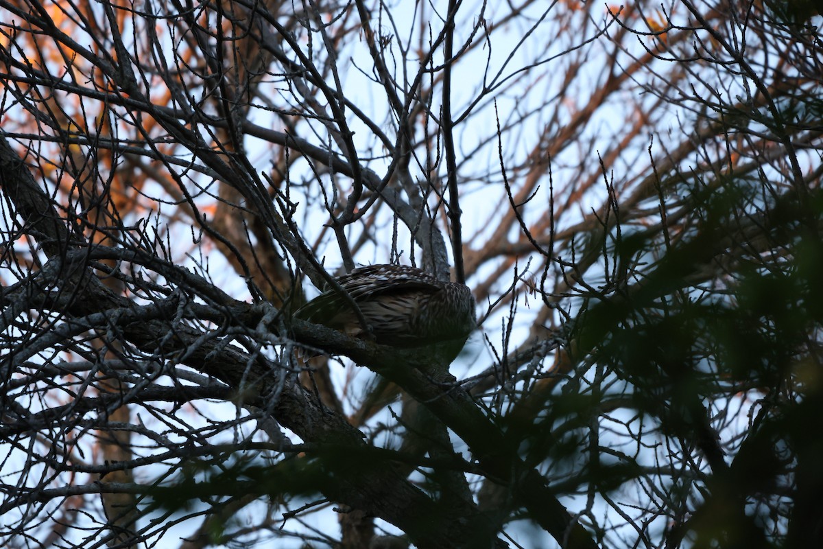 Barred Owl - ML643670198