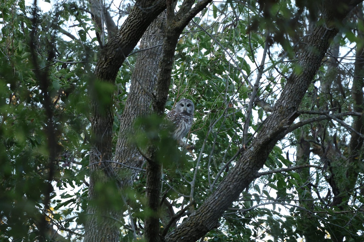 Barred Owl - ML643670199
