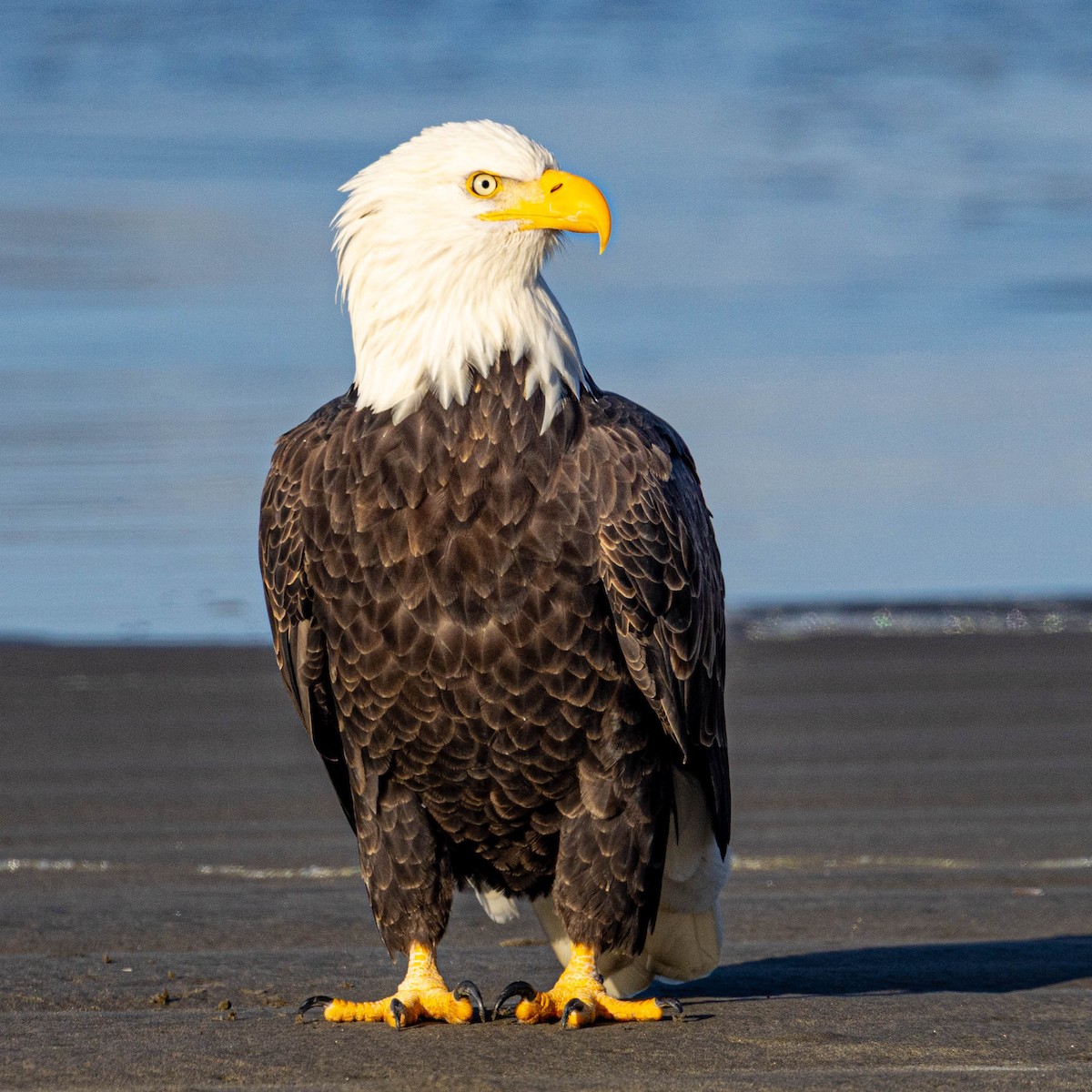 Bald Eagle - ML643670202