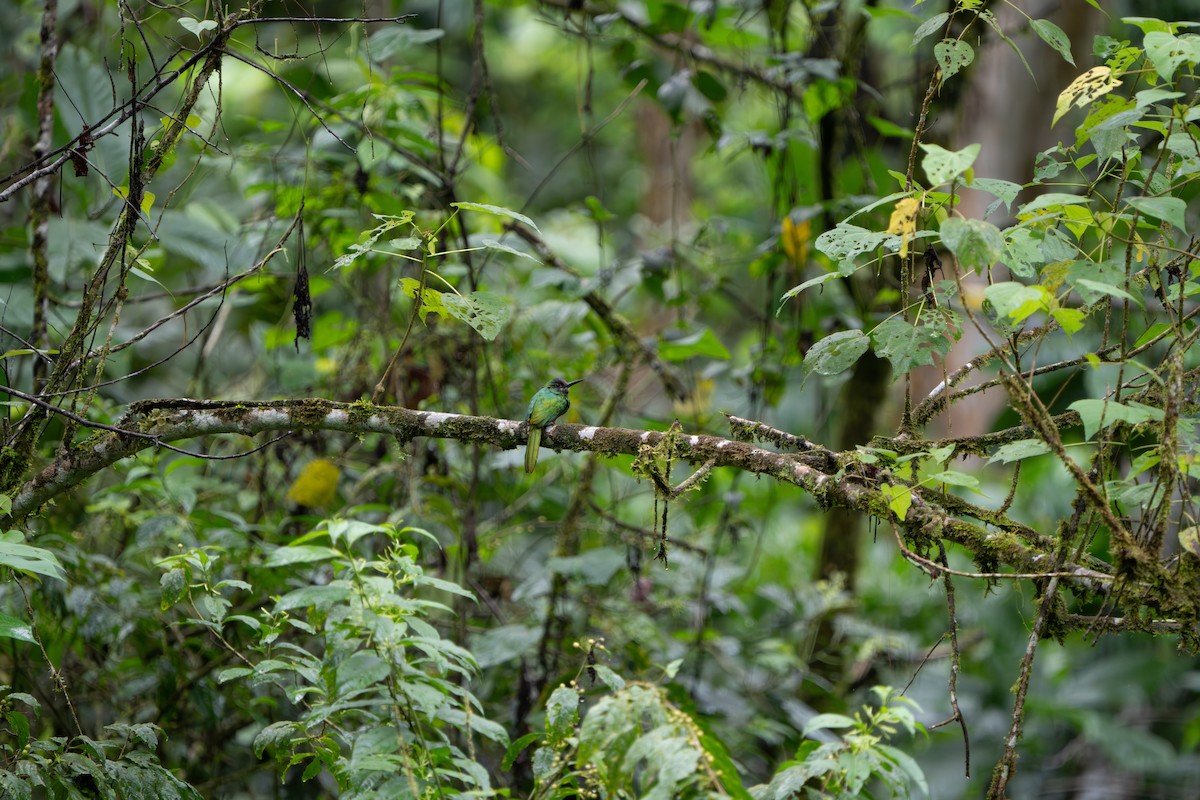 White-chinned Jacamar - ML643670205