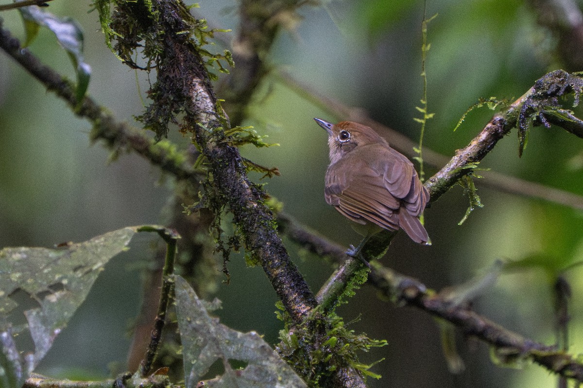 Olivgrau-Ameisenvogel - ML643670231