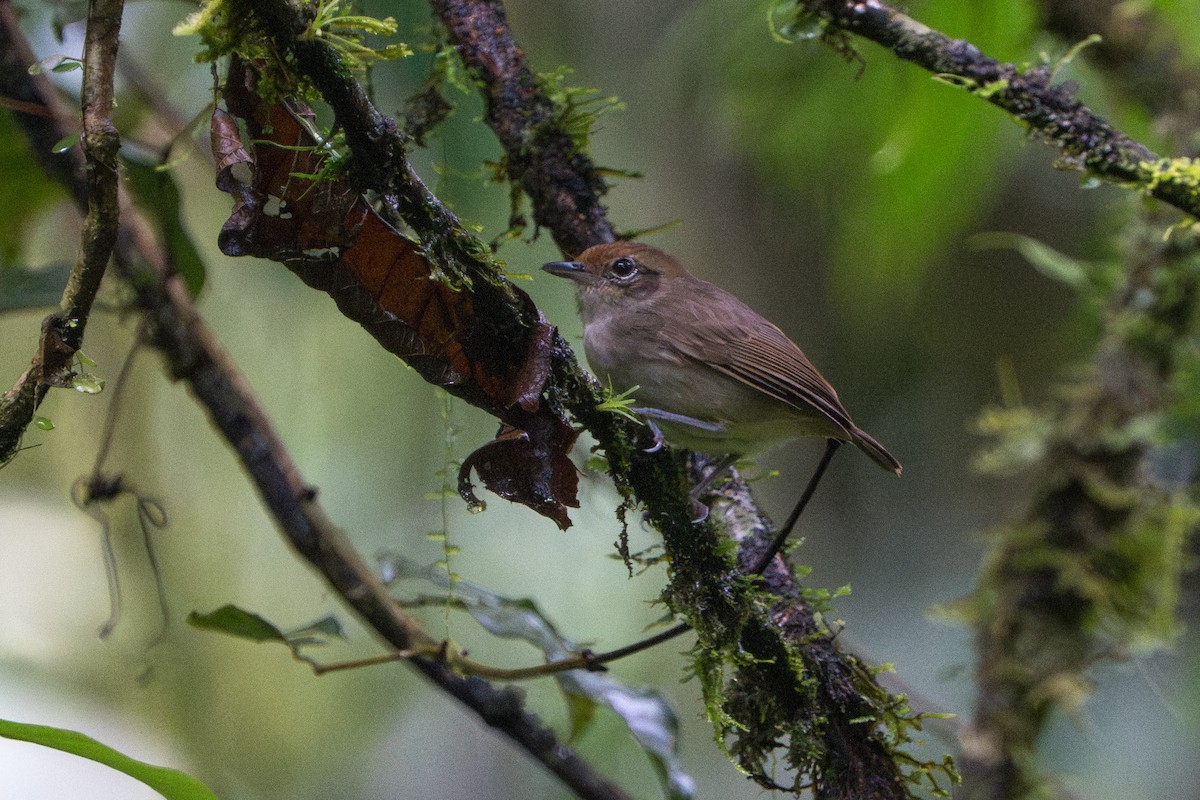 gråmaurvireo - ML643670238