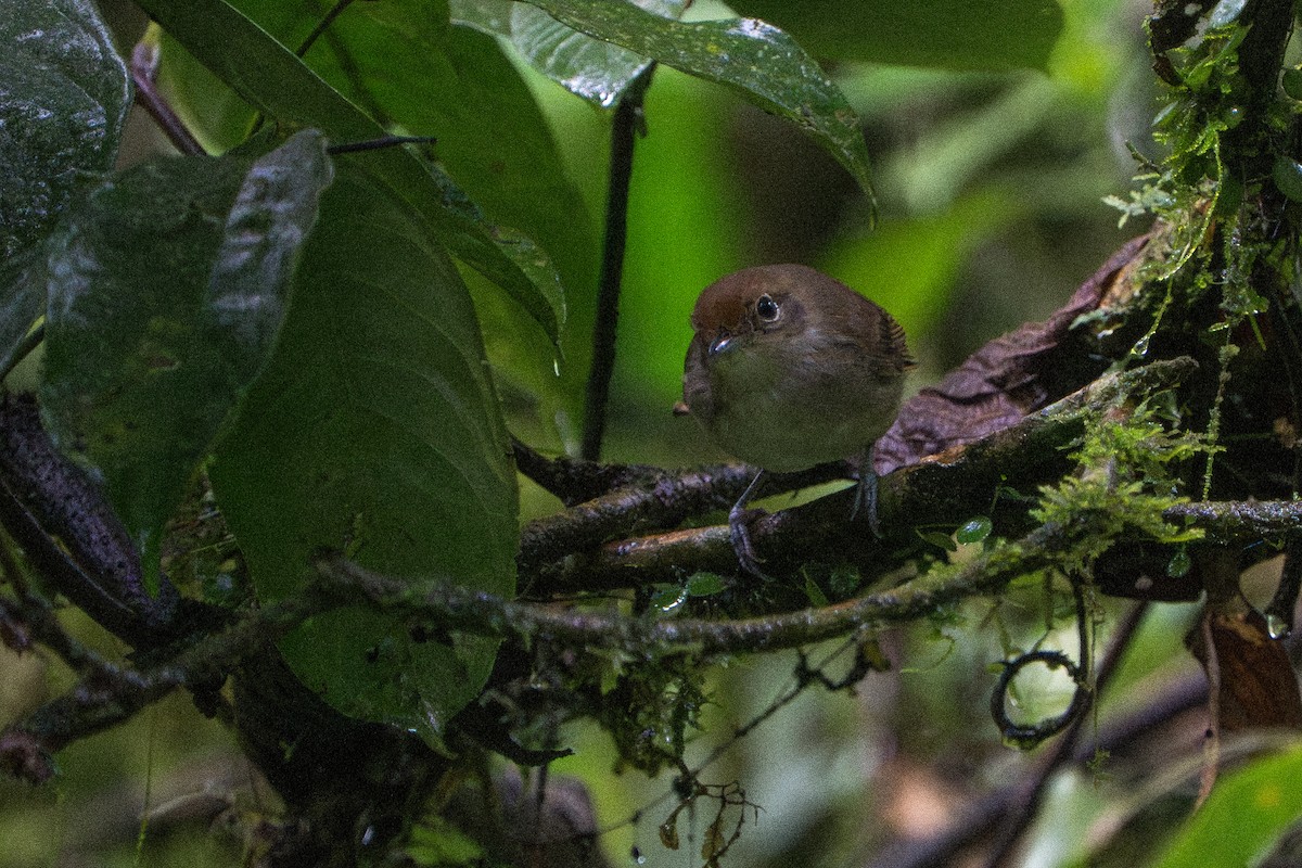 gråmaurvireo - ML643670240