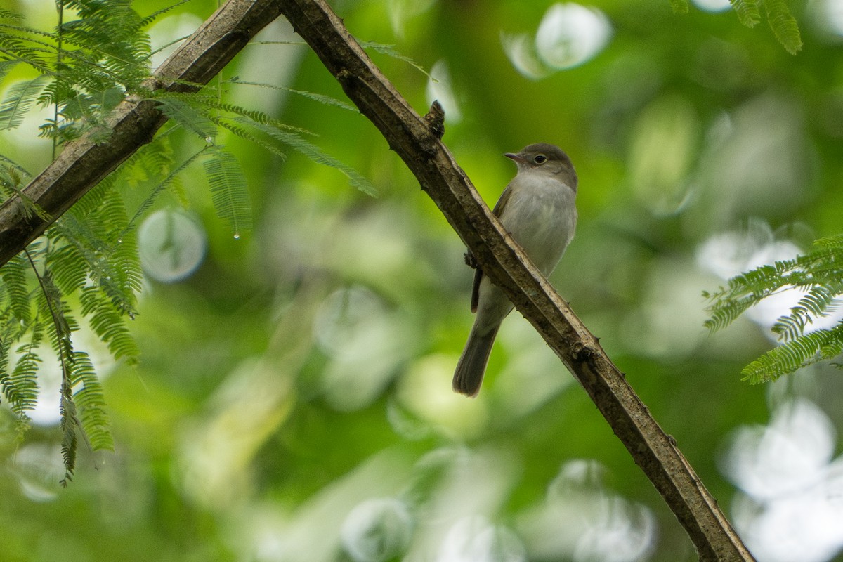 kortnebbelenia - ML643670255