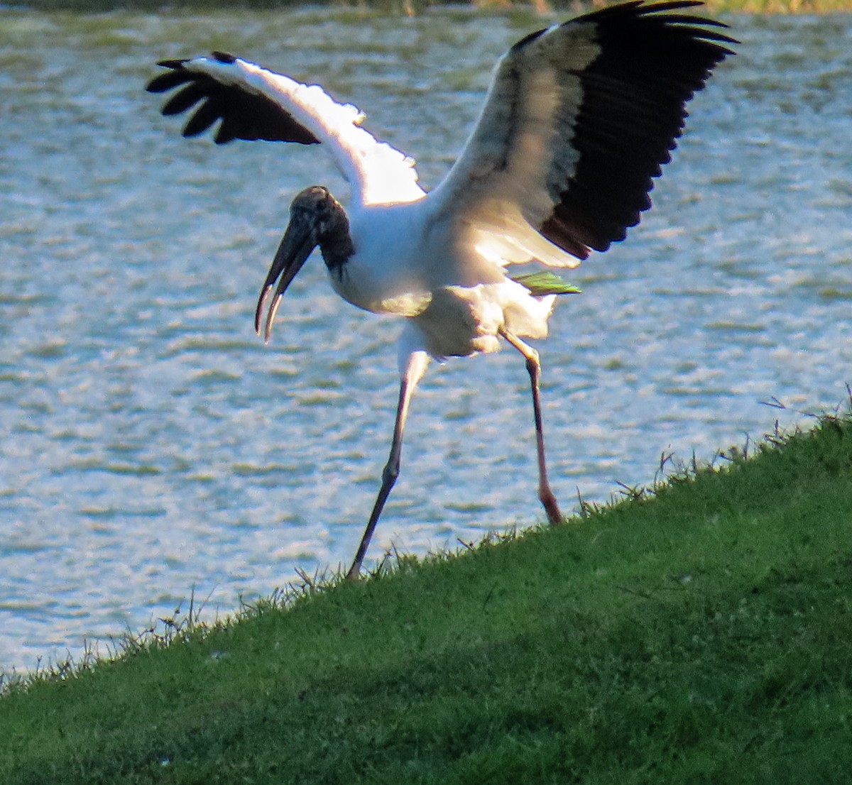 Wood Stork - ML643670268