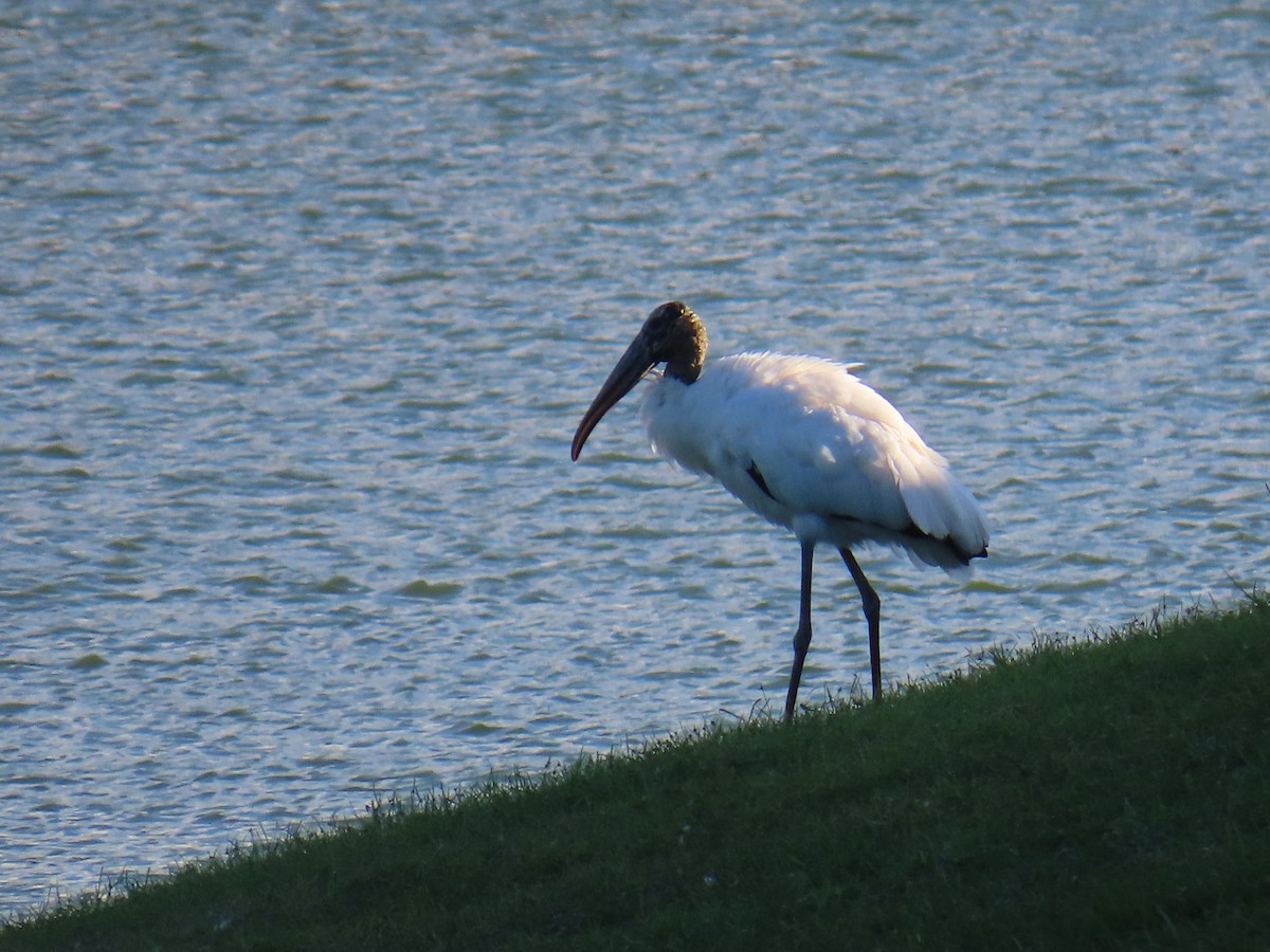 Wood Stork - ML643670269
