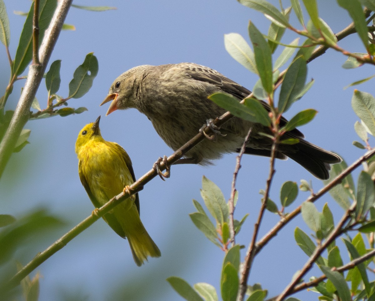 Northern Yellow Warbler - ML643670275