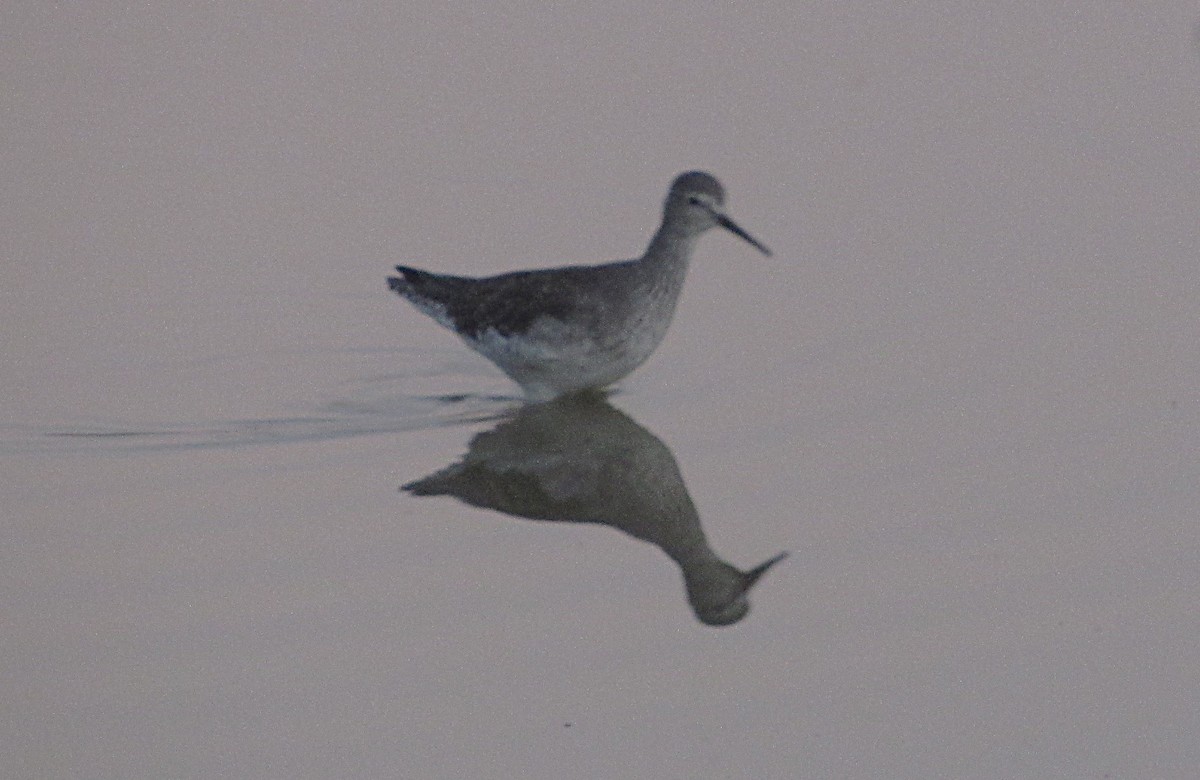 Solitary Sandpiper - ML643670279