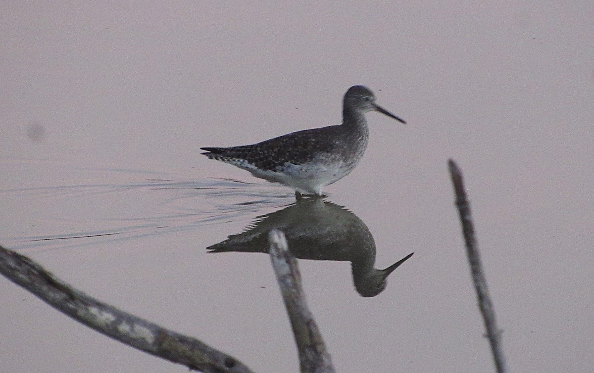Solitary Sandpiper - ML643670280
