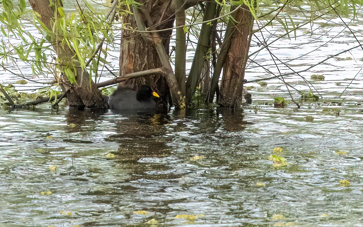 Red-fronted Coot - ML643670310