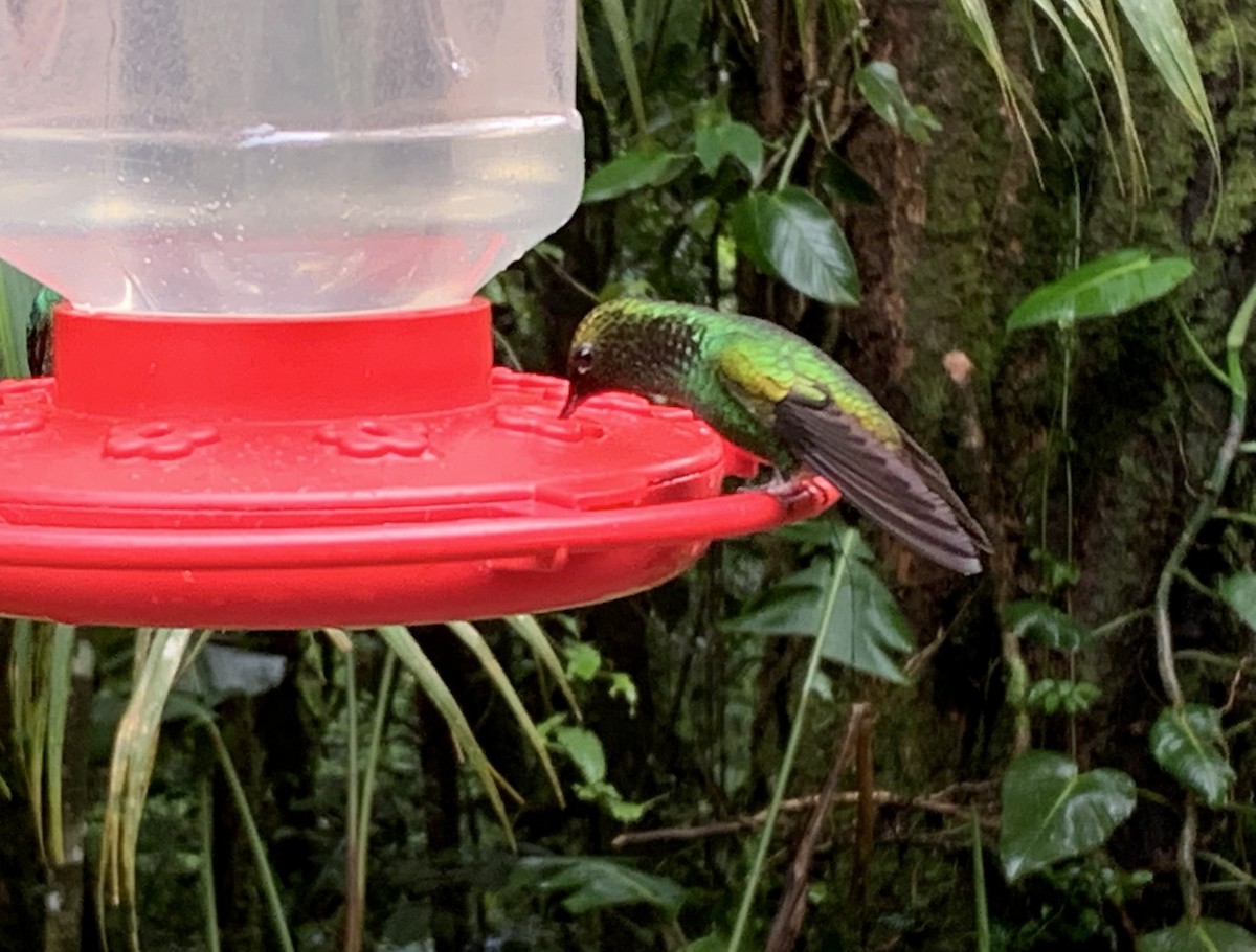 Colibri à tête cuivrée - ML643670318