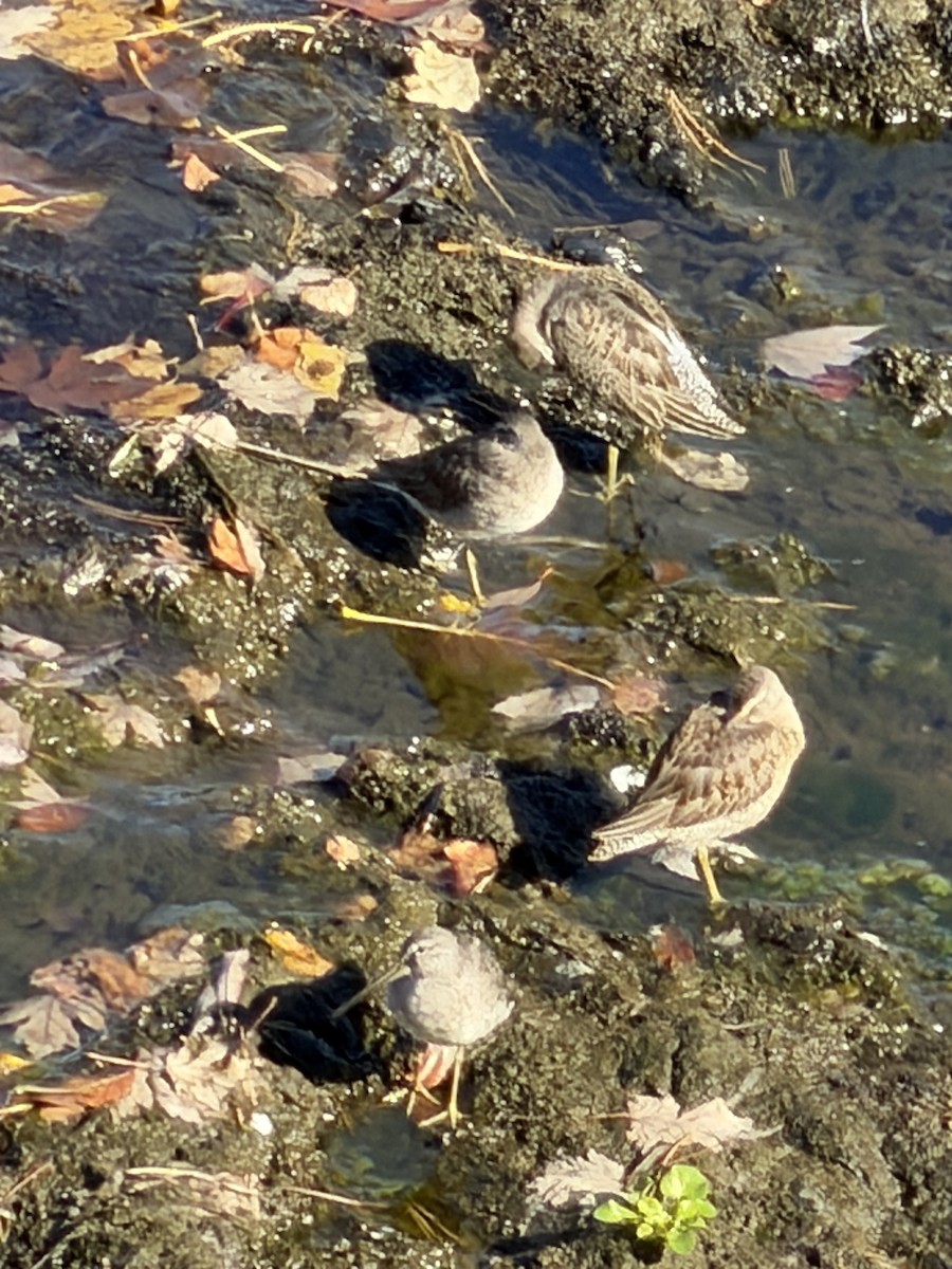 オオハシシギ - ML643670324