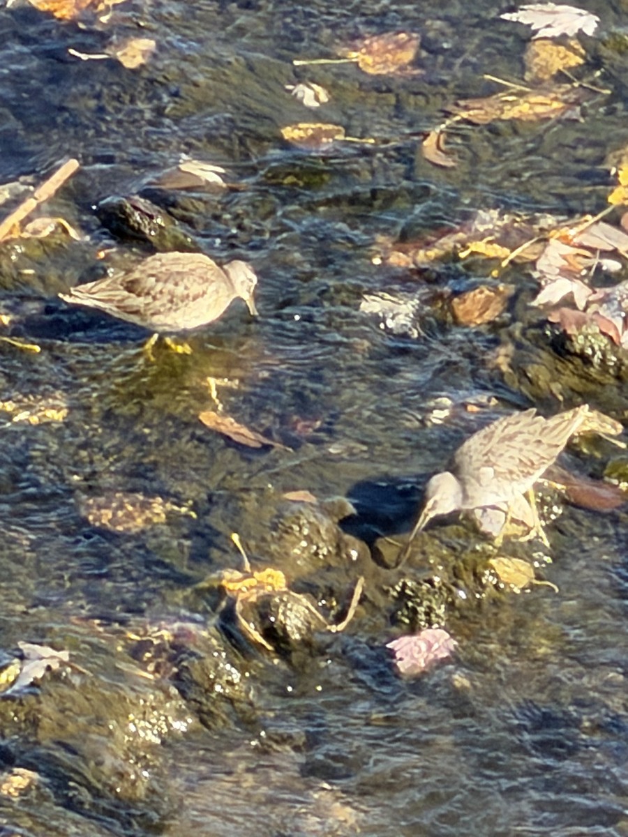 オオハシシギ - ML643670325