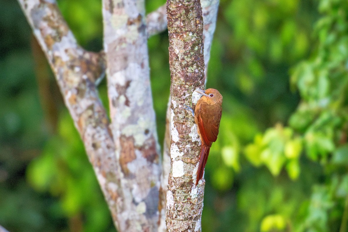 Cinnamon-throated Woodcreeper - ML643670328
