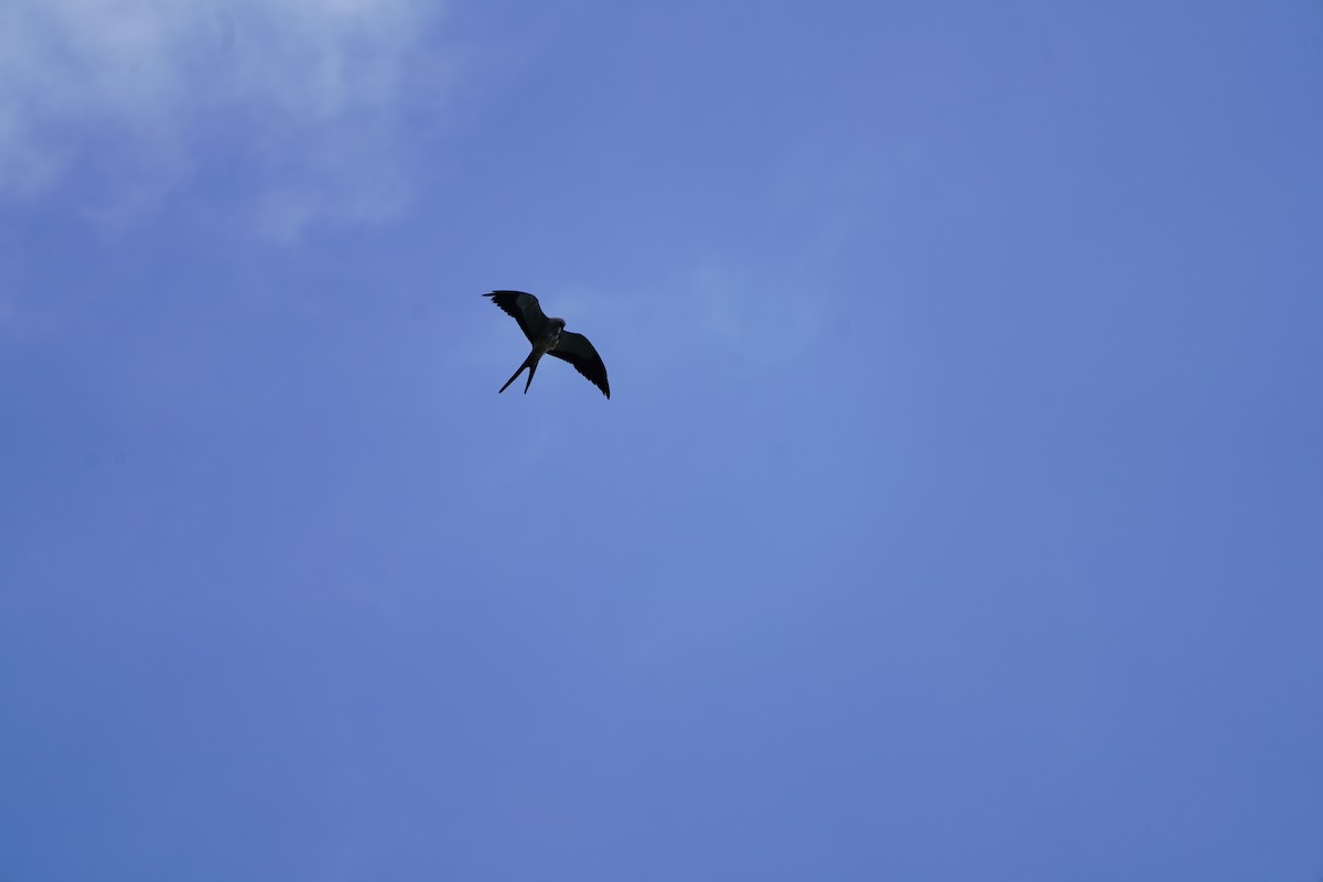 Swallow-tailed Kite - ML643670339