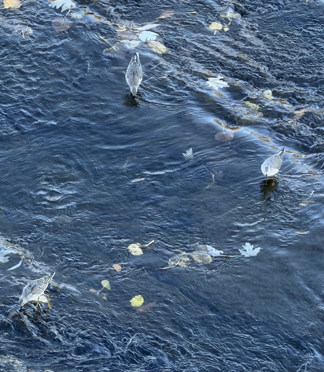 アシナガシギ - ML643670354