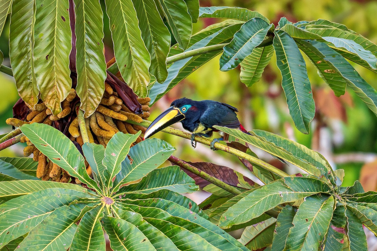 Many-banded Aracari - ML643670355