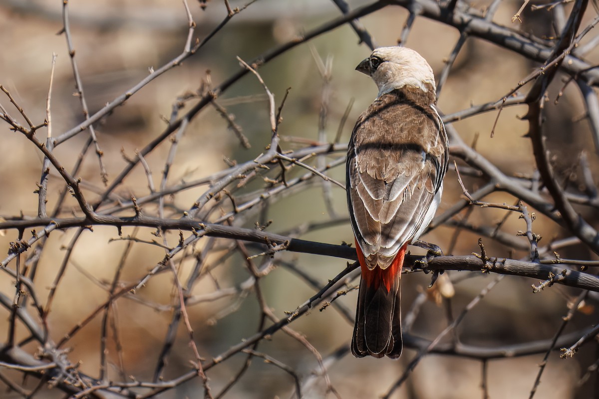 Alecto à tête blanche - ML643670368