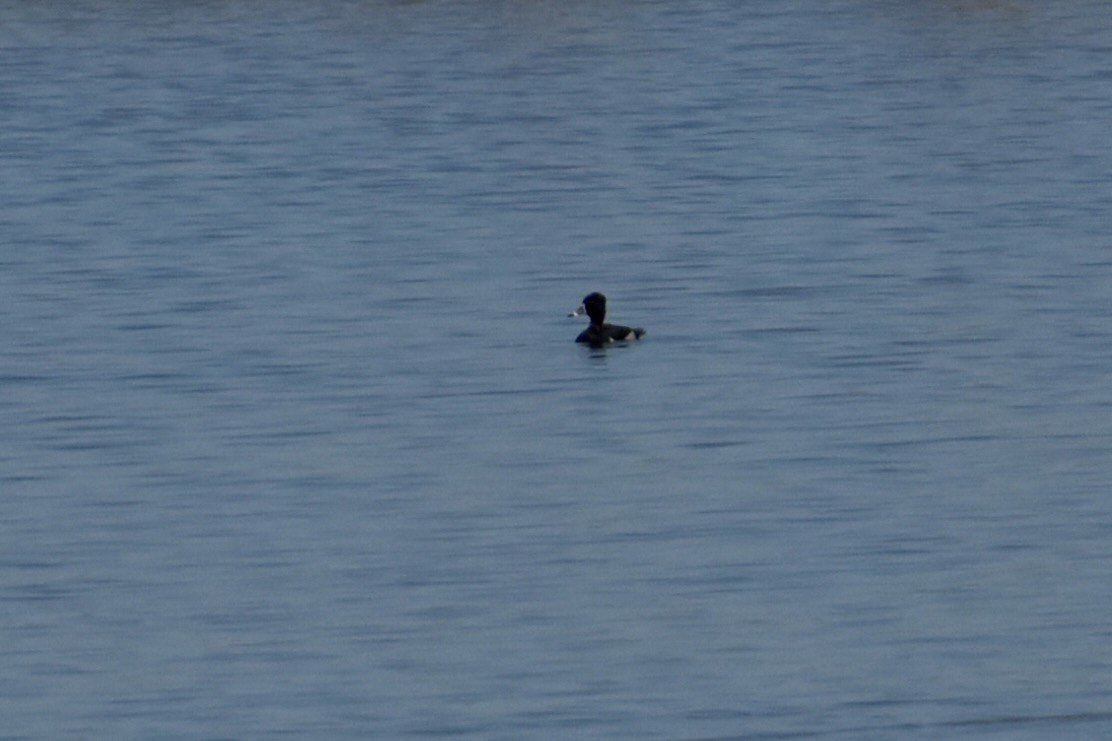 Ring-necked Duck - ML643670379