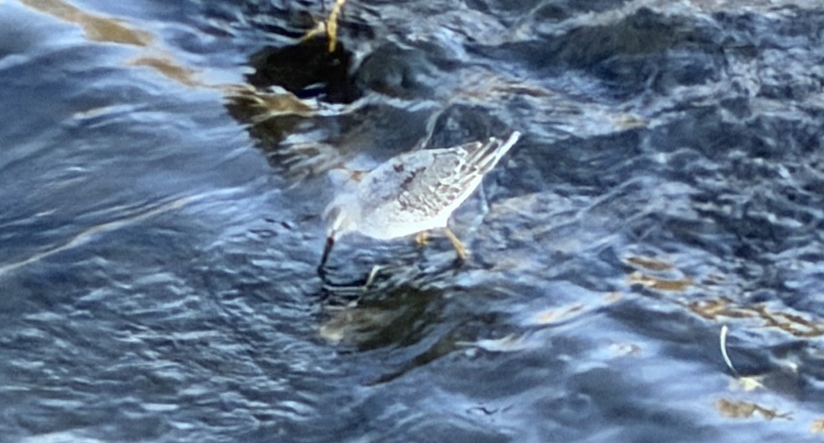 アシナガシギ - ML643670380