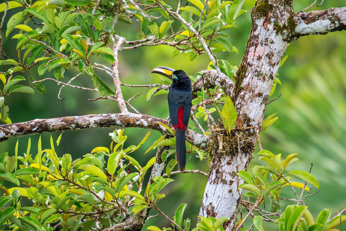 Many-banded Aracari - ML643670381