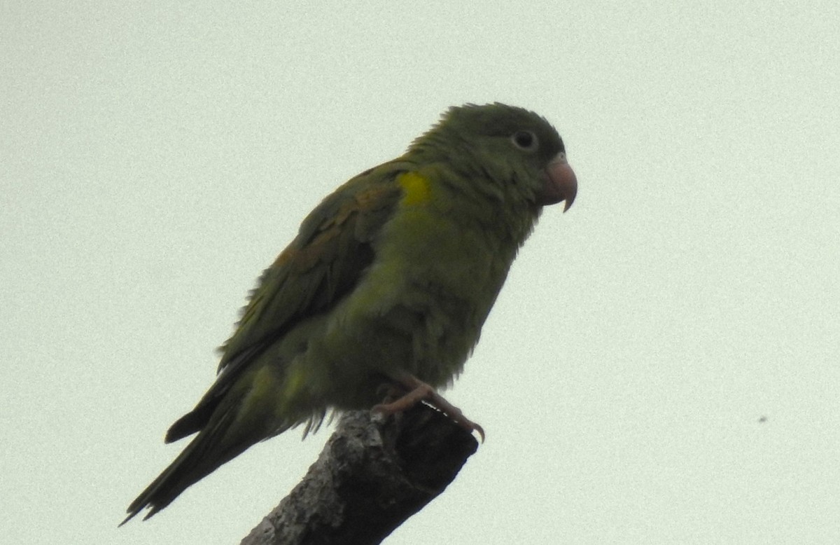 Orange-chinned Parakeet - ML643670403