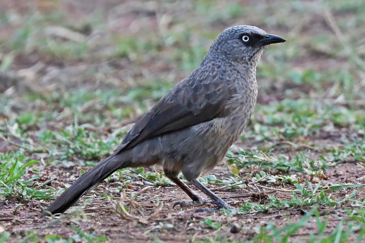 Black-lored Babbler - Catherine Jacobs
