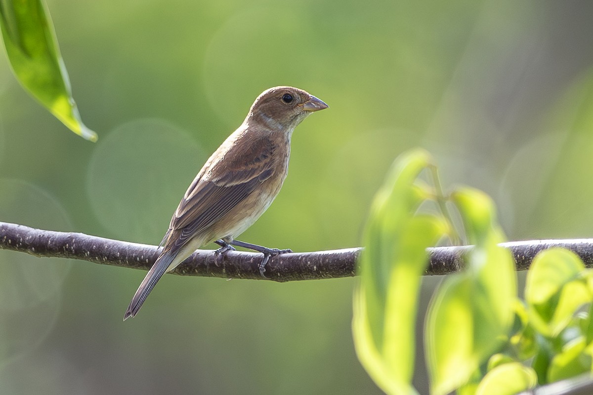 Indigo Bunting - ML643670416