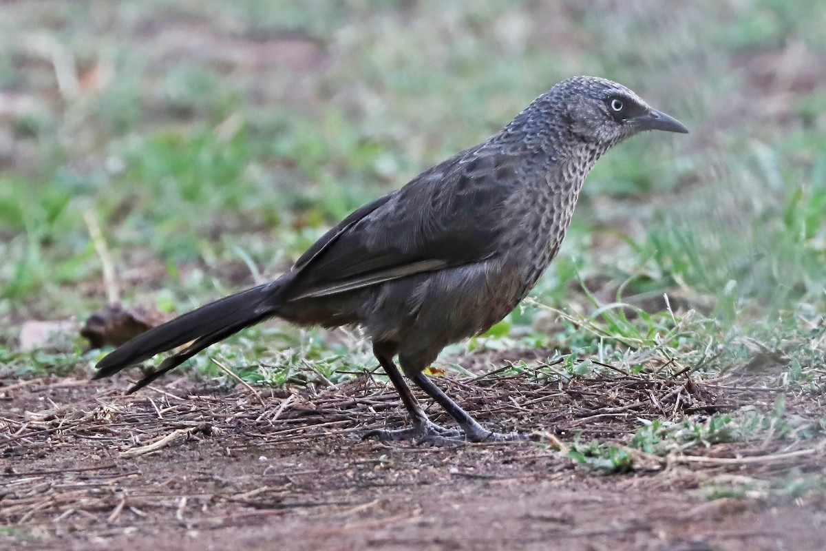 Black-lored Babbler - ML643670422
