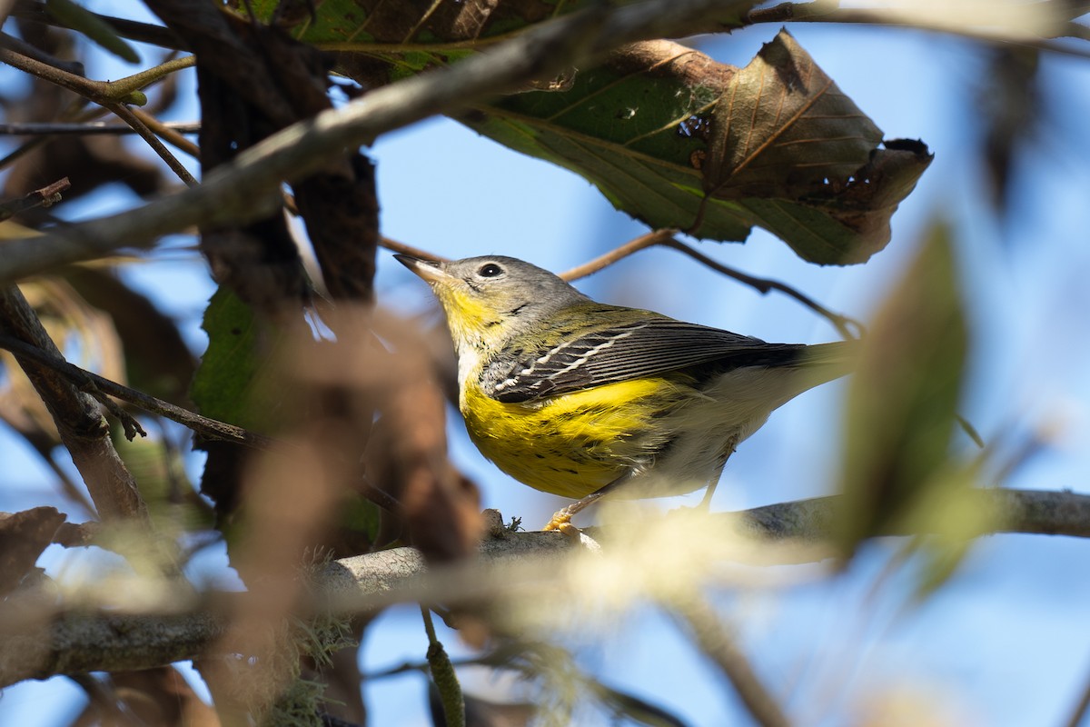Magnolia Warbler - ML643670429