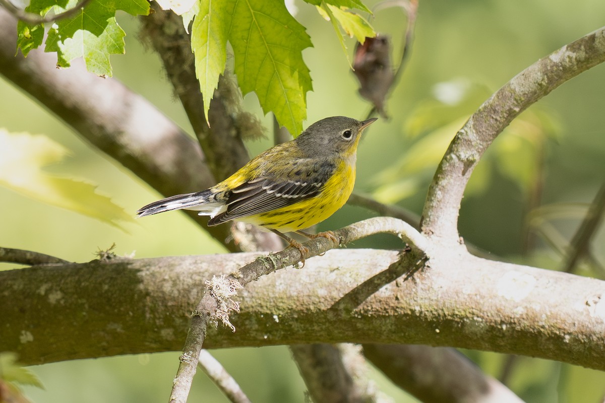Magnolia Warbler - ML643670430