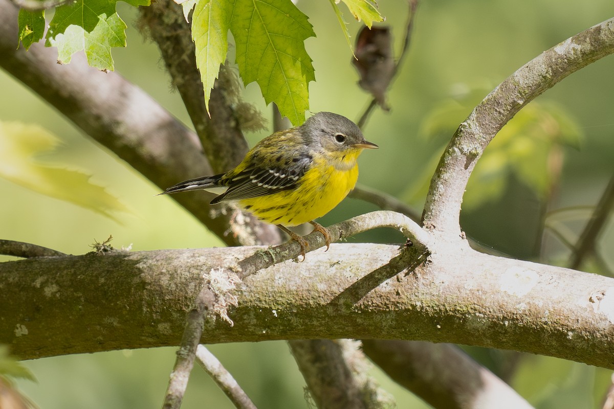Magnolia Warbler - ML643670431