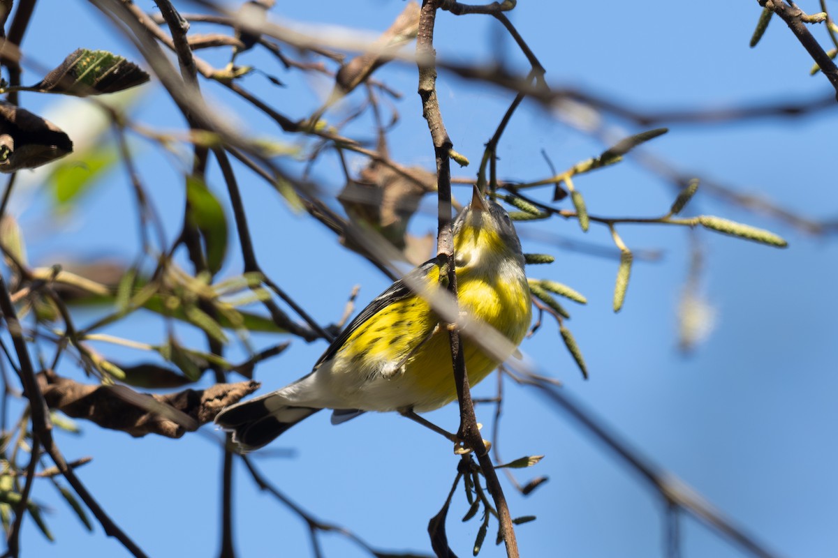 Magnolia Warbler - ML643670432