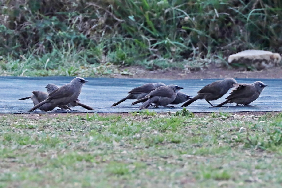 Black-lored Babbler - ML643670437