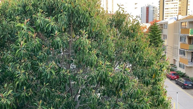 シラギクタイランチョウ（chilensis） - ML643670438