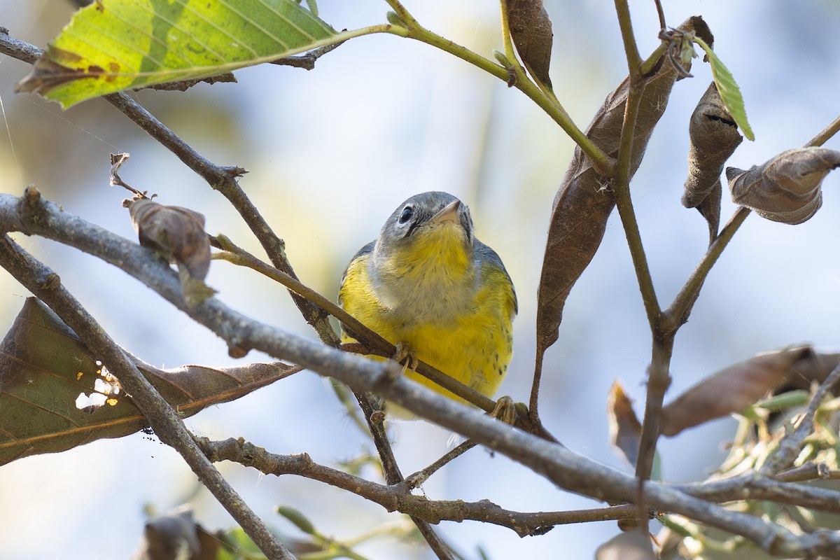 Magnolia Warbler - ML643670439